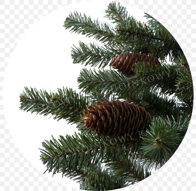 Fir Spruce Pine Christmas Ornament Conifer Cone, PNG, 800x800px, Fir, Christmas, Christmas Ornament, Cone, Conifer Download Free