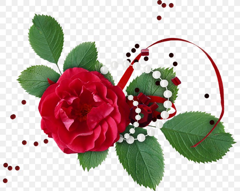 Garden Roses Cabbage Rose .cz Blog Wish, PNG, 800x652px, Garden Roses, Birthday, Blog, Cabbage Rose, Cut Flowers Download Free
