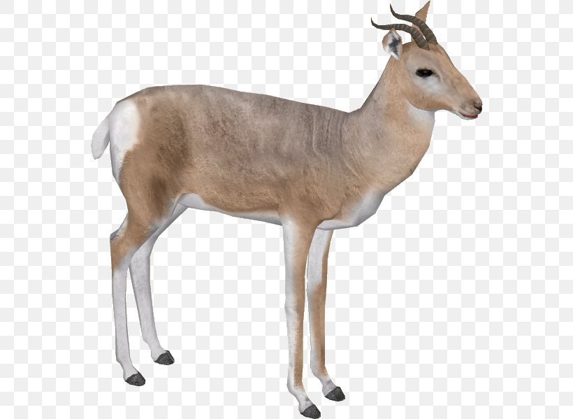 Impala Arabian Gazelle Mountain Gazelle, PNG, 599x599px, Antelope, Arabian Gazelle, Deer, Display Resolution, Dorcas Gazelle Download Free