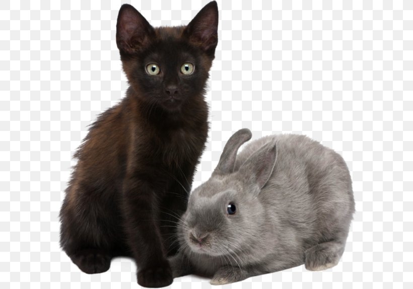 Kitten Domestic Rabbit Himalayan Cat Puppy Dog, PNG, 600x574px, Kitten, Black Cat, Cat, Cat Like Mammal, Cat Play And Toys Download Free