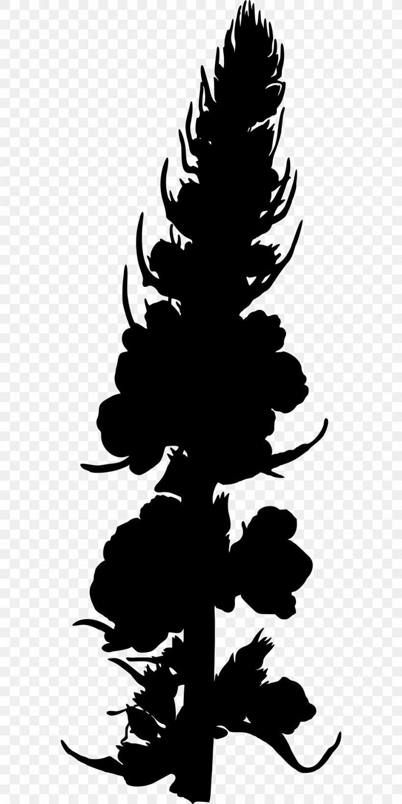 Medicinal Plants Verbascum Nigrum Photography, PNG, 960x1920px, Plant, Black And White, Branch, Conifer, Drawing Download Free