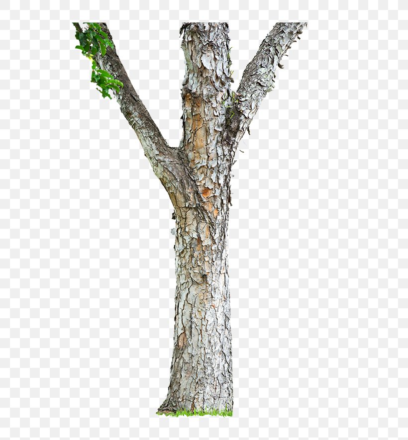 Trunk Shutterstock Stock Photography Royalty-free Twig, PNG, 650x885px, Trunk, Branch, Plant, Plant Stem, Royalty Payment Download Free