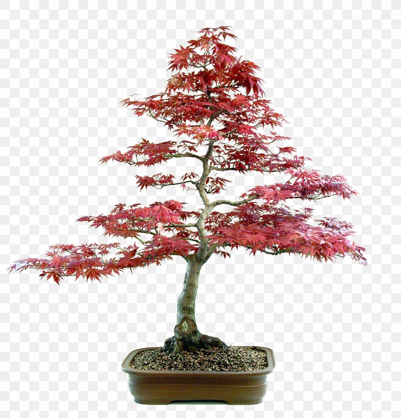 Spruce Sageretia Theezans Fir Tree Bonsai, PNG, 1534x1600px, Spruce, Bonsai, Christmas Decoration, Christmas Ornament, Christmas Tree Download Free