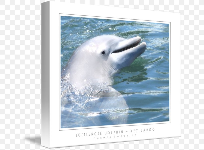 Tucuxi Common Bottlenose Dolphin Key Largo Wholphin Key West, PNG, 650x605px, Tucuxi, Art, Art Museum, Bottlenose Dolphin, Common Bottlenose Dolphin Download Free