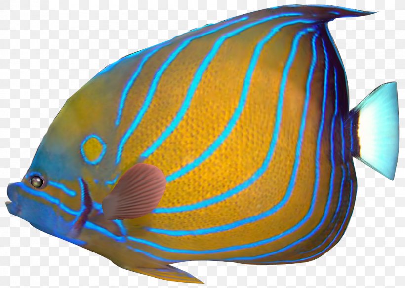 Angelfish Carassius Auratus Red Lionfish Tropical Fish Clip Art, PNG, 1018x726px, Angelfish, Carassius Auratus, Clownfish, Coral Reef Fish, Drawing Download Free