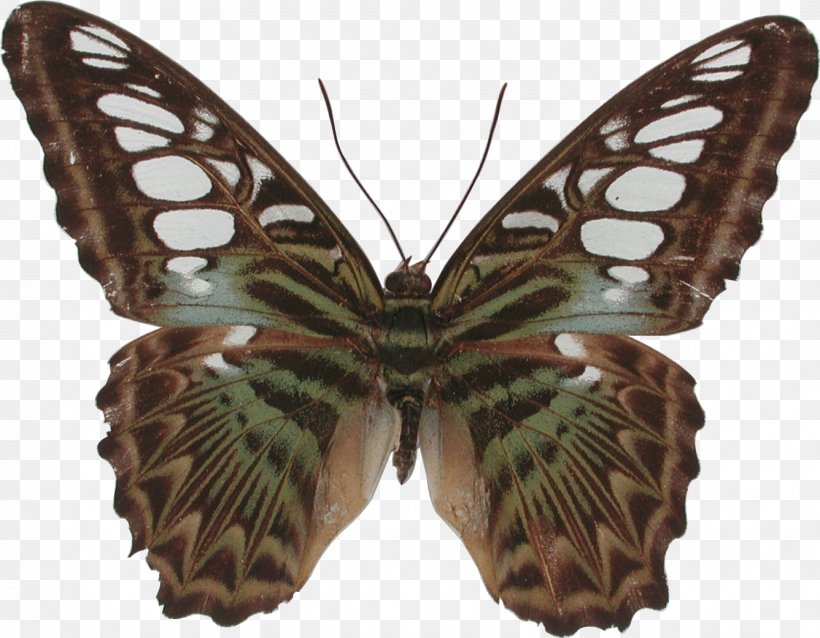 Butterfly Gossamer-winged Butterflies Silkworm Brush-footed Butterflies Bird, PNG, 1336x1041px, Butterfly, Arthropod, Bird, Blue, Bombycidae Download Free