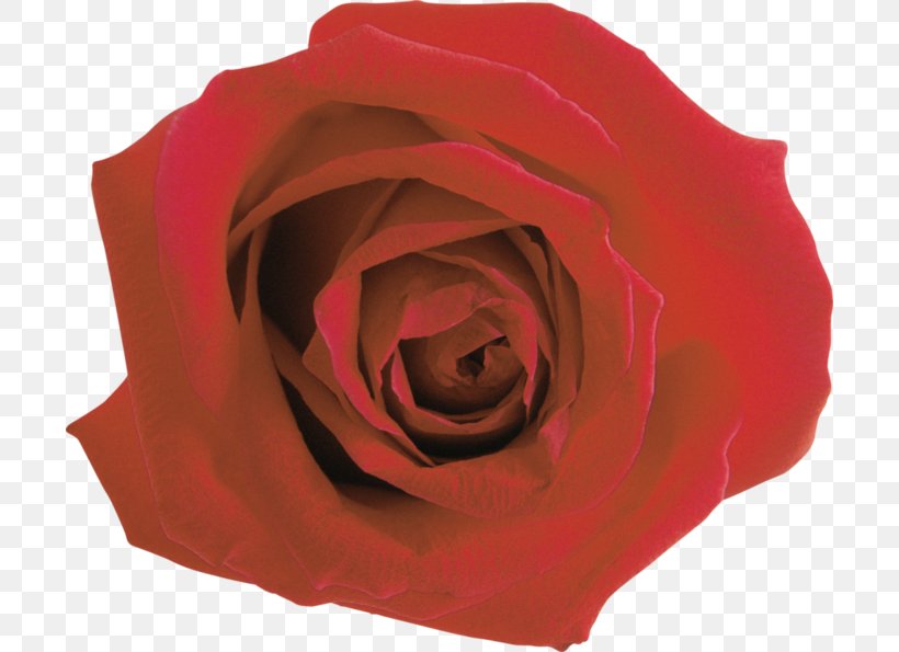 Garden Roses Flower Clip Art, PNG, 700x595px, 2016, Garden Roses, Advertising, Blog, Close Up Download Free
