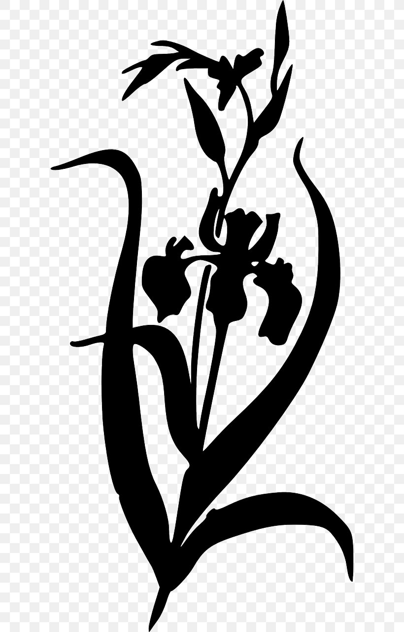 Irises Drawing Clip Art, PNG, 640x1280px, Iris, Art, Artwork, Beak, Bird Download Free