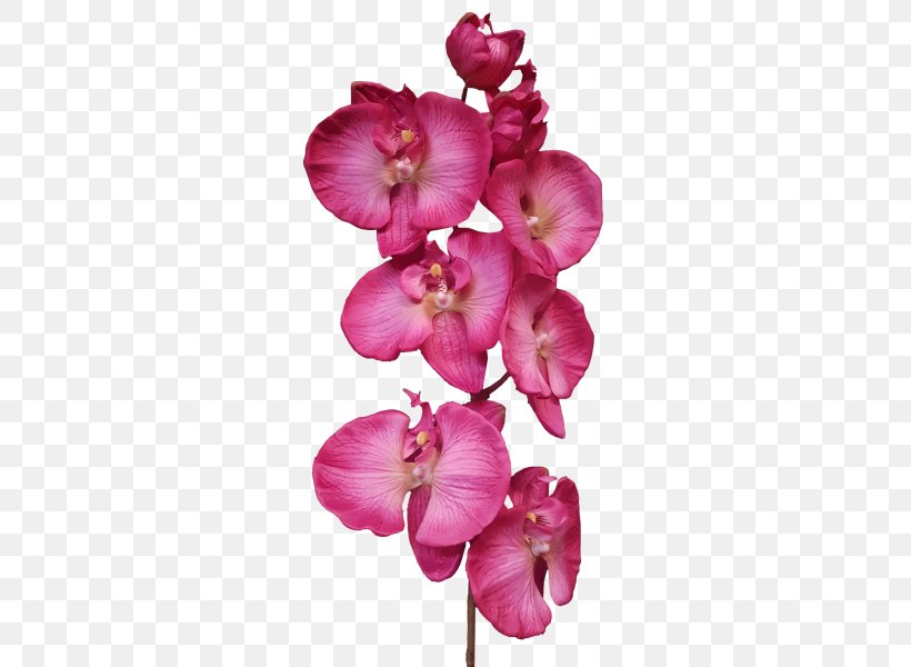 Moth Orchids Cut Flowers Pink M Petal, PNG, 800x600px, Moth Orchids, Blossom, Cut Flowers, Flower, Flowering Plant Download Free