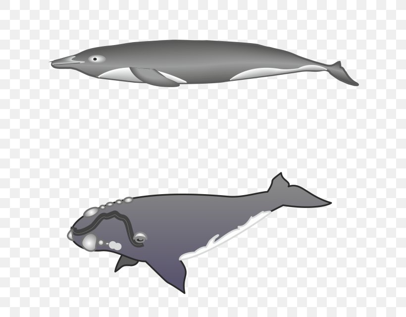 Tucuxi Rough-toothed Dolphin Common Bottlenose Dolphin Whale White-beaked Dolphin, PNG, 640x640px, Tucuxi, Automotive Design, Cetacea, Common Bottlenose Dolphin, Dolphin Download Free