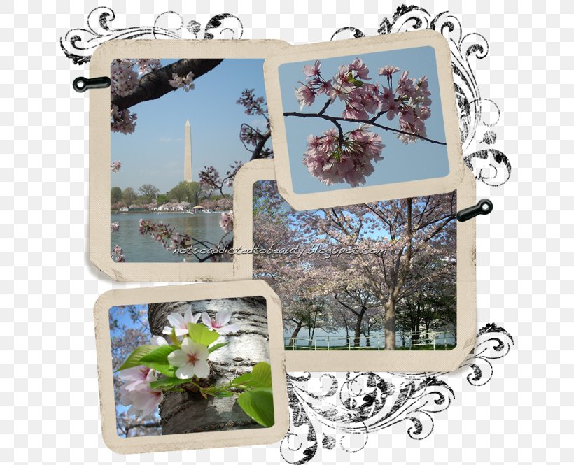 Cherry Blossom Blog Spring, PNG, 650x665px, Blossom, Beauty, Blog, Blogger, Cherry Download Free