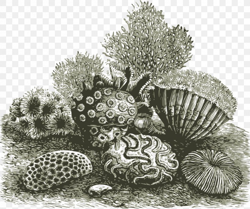 Coral Reef Sea Clip Art, PNG, 2400x2006px, Coral Reef, Black And White, Coral, Coral Reef Fish, Drawing Download Free
