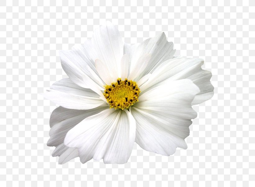 Cut Flowers Chrysanthemum Plant White, PNG, 600x600px, Cut Flowers, Abstraction, Annual Plant, Black And White, Chamaemelum Nobile Download Free