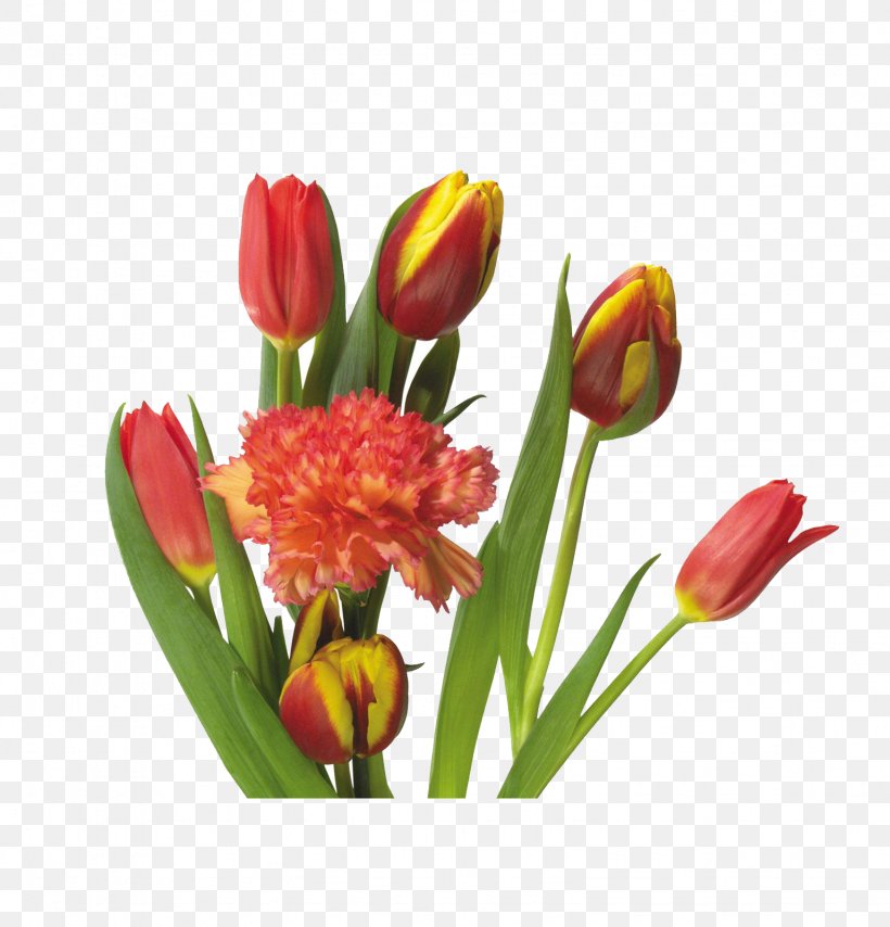 Indira Gandhi Memorial Tulip Garden Flower, PNG, 1536x1600px, Indira Gandhi Memorial Tulip Garden, Artificial Flower, Cut Flowers, Designer, Floral Design Download Free