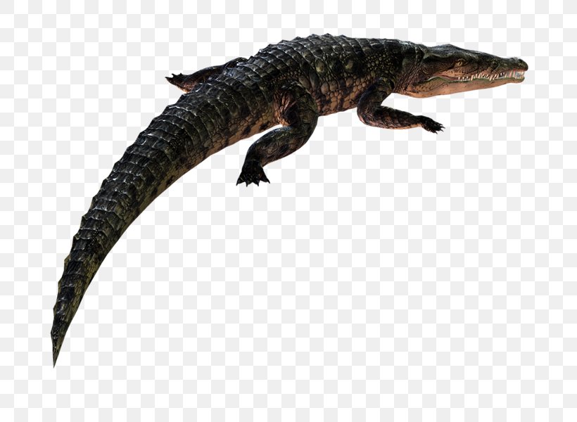 Blog Animal Crocodiles PhotoScape Caiman, PNG, 800x600px, Blog, Amphibian, Animal, Caiman, Crocodiles Download Free