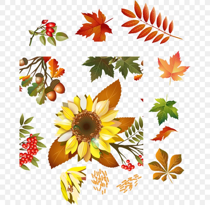 Floral Design Clip Art Osenniy File Format, PNG, 668x800px, Floral Design, Artwork, Chrysanthemum, Chrysanths, Cut Flowers Download Free