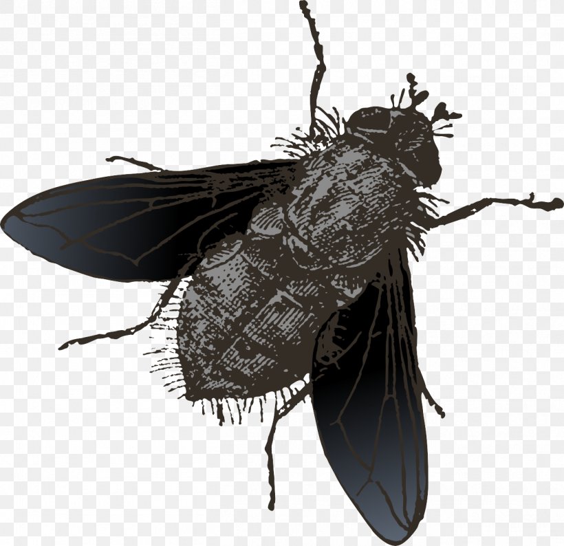 Insect Fly, PNG, 1308x1267px, Insect, Arthropod, Cicadas, Fly, Invertebrate Download Free