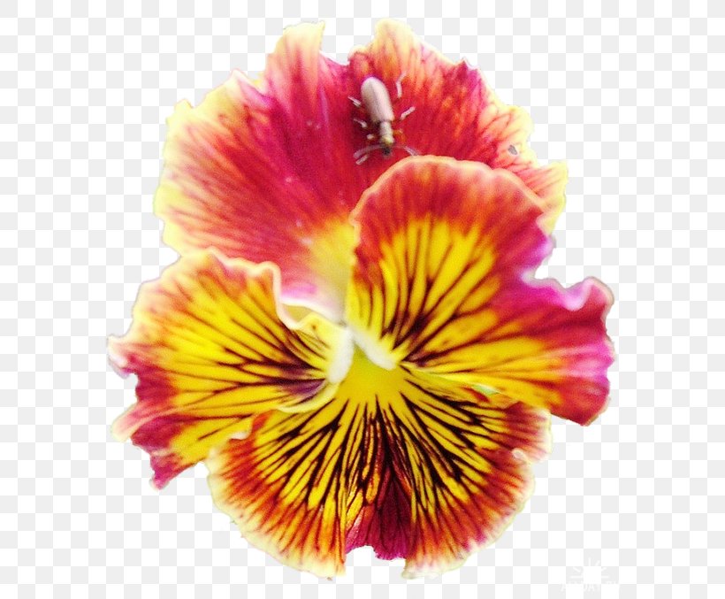 Pansy Annual Plant Magenta Lily Of The Incas Family M Invest D.o.o., PNG, 600x677px, Pansy, Alstroemeriaceae, Annual Plant, Family M Invest Doo, Flower Download Free
