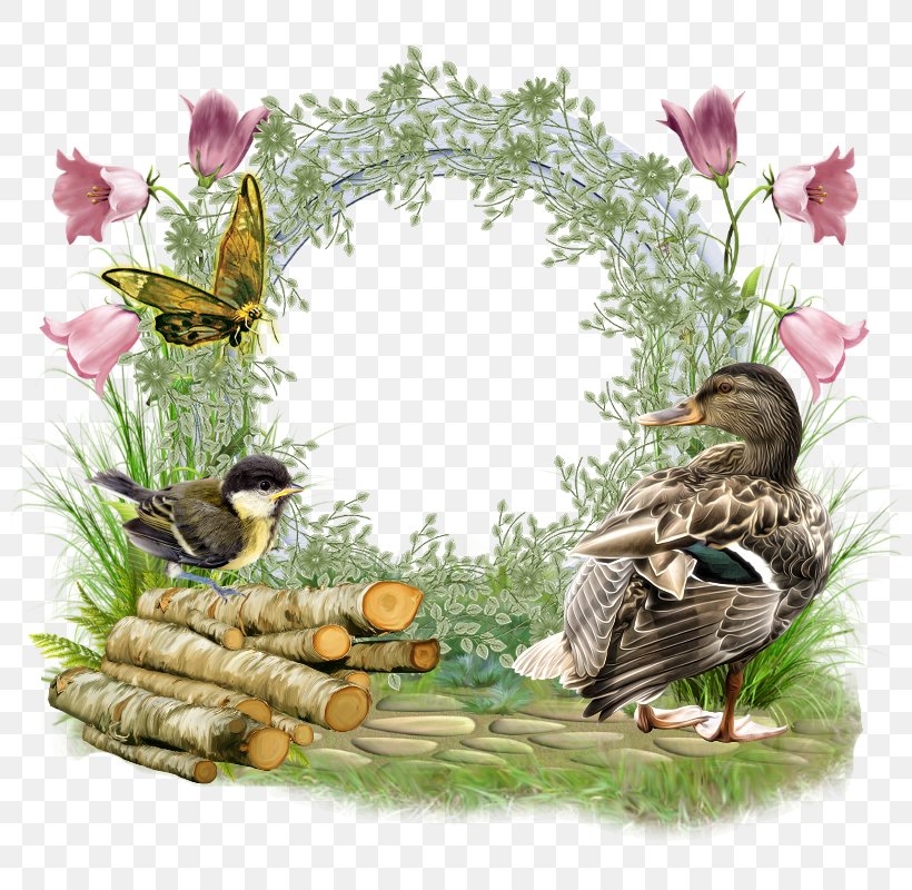 Water Bird Friendship Duck Picture Frames, PNG, 800x800px, Bird, Affection, Animal, Beak, Bird Nest Download Free