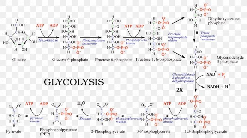 Glycolysis Pyruvic Acid Metabolic Pathway Adenosine Triphosphate Cellular Respiration, PNG, 920x516px, Glycolysis, Adenosine Triphosphate, Anaerobic Respiration, Area, Catabolism Download Free