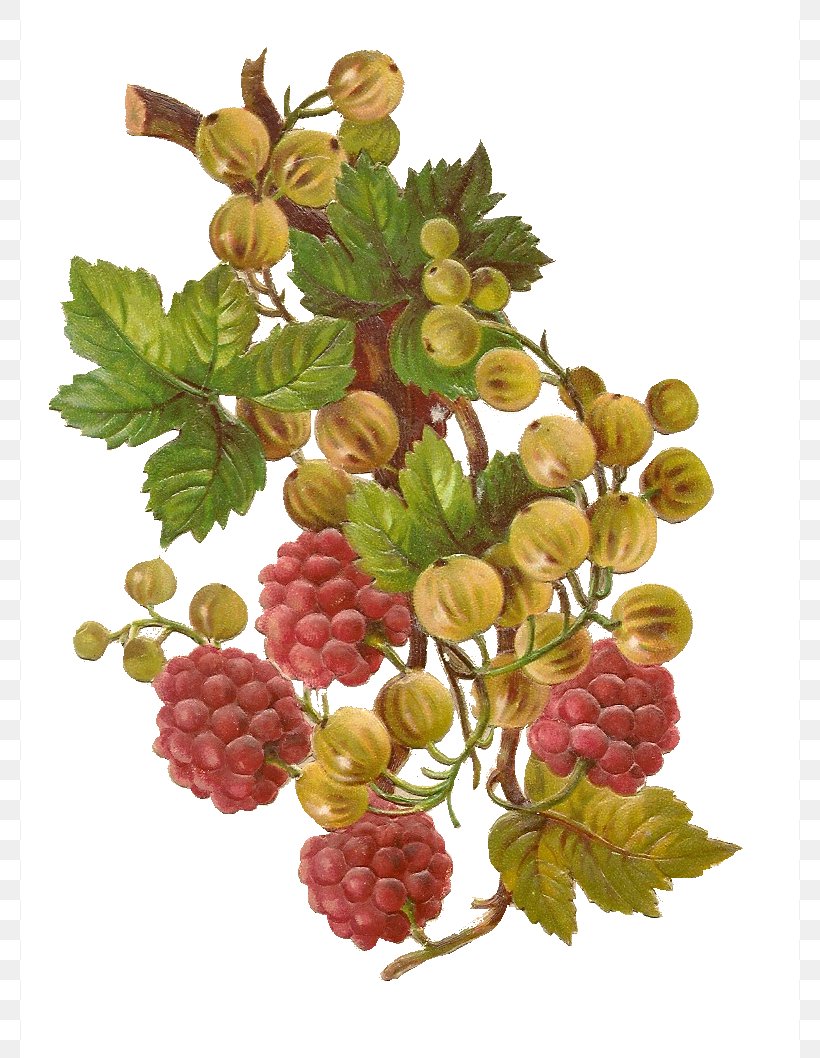 Grape Raspberry Strawberry Clip Art, PNG, 778x1058px, Grape, Berry, Blackberry, Blackcurrant, Blueberry Download Free