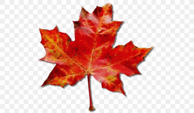 Red Maple Tree, PNG, 1408x822px, Watercolor, Autumn, Autumn Leaf Color, Black Maple, Deciduous Download Free