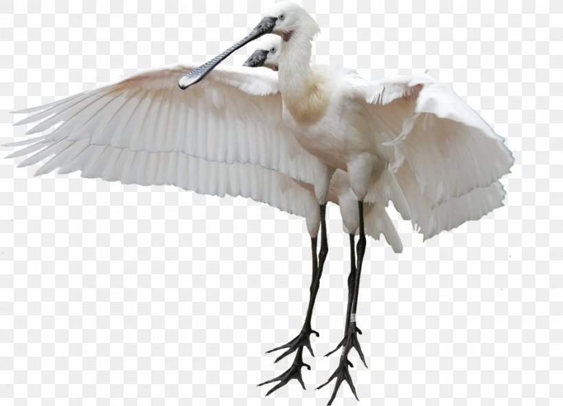 White Stork Bird Crane Heron Egret, PNG, 940x679px, White Stork, African Spoonbill, Beak, Bird, Ciconia Download Free