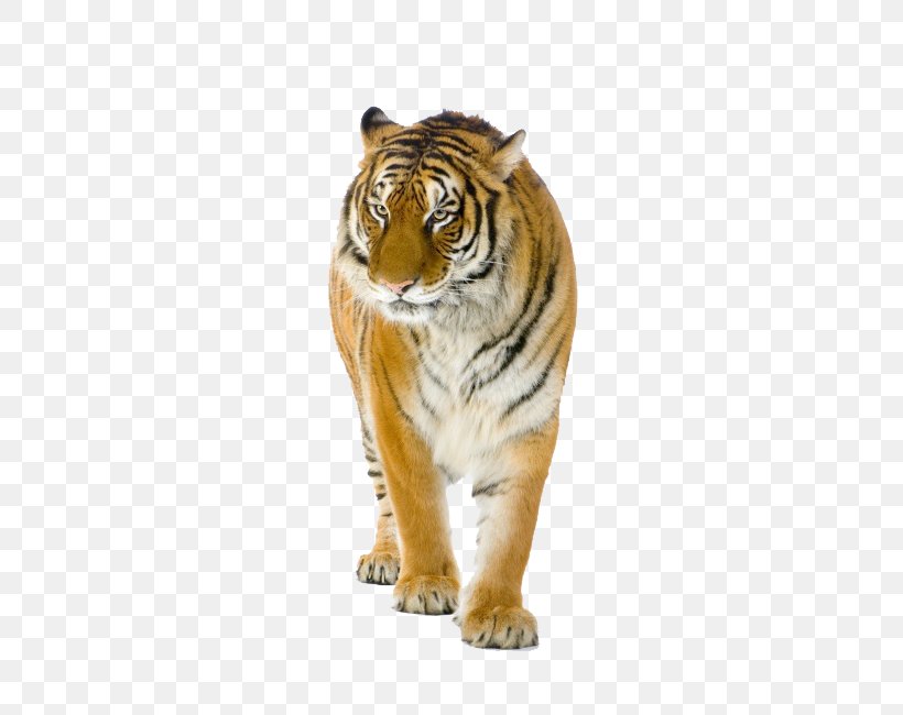 Bengal Tiger Siberian Tiger Lion Stock Photography, PNG, 650x650px, Bengal Tiger, Big Cats, Carnivoran, Cat Like Mammal, Depositphotos Download Free