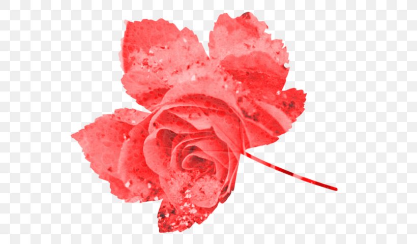 Garden Roses Carnation Cut Flowers Petal, PNG, 640x480px, Garden Roses, Carnation, Close Up, Closeup, Cut Flowers Download Free