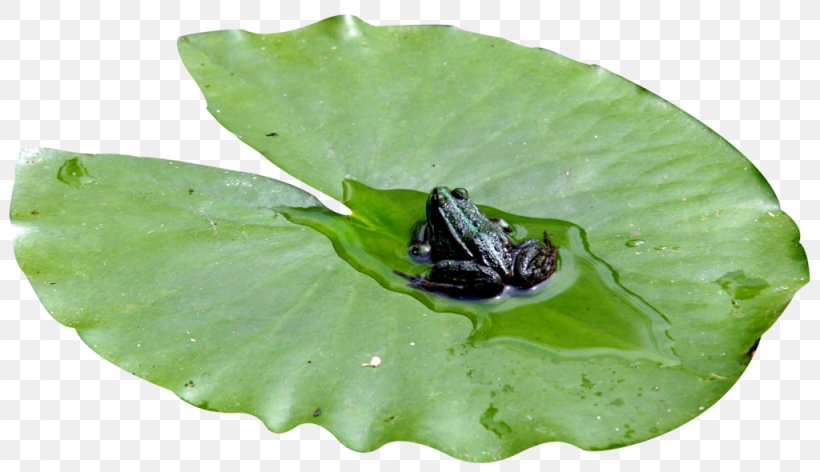 Pacific Tree Frog Leaf Sacred Lotus, PNG, 1024x590px, Frog, Chorus Frog, Drawing, Insect, Leaf Download Free