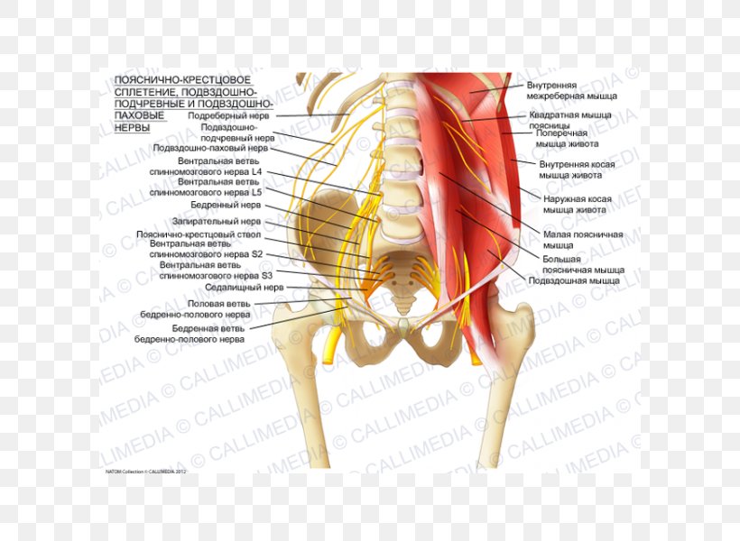 Sacral Plexus Ilioinguinal Nerve Lumbar Plexus Iliohypogastric Nerve, PNG, 600x600px, Watercolor, Cartoon, Flower, Frame, Heart Download Free