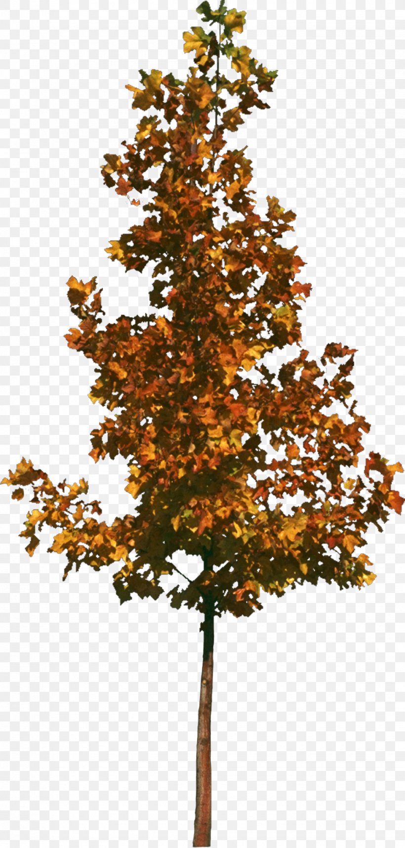 Tree Texture Mapping 3D Computer Graphics, PNG, 970x2031px, 3d Computer Graphics, Tree, Autodesk 3ds Max, Autumn, Branch Download Free