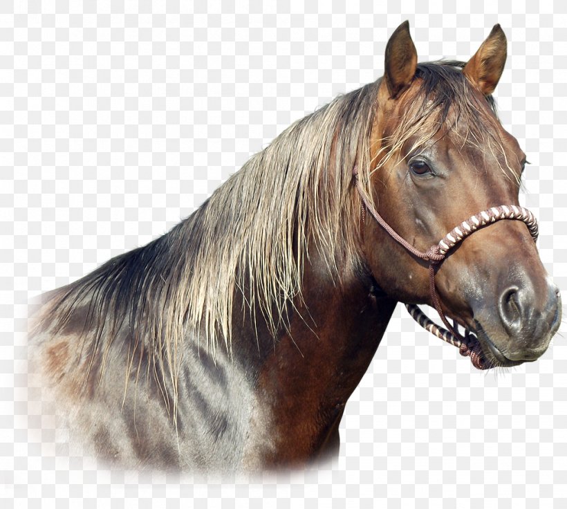 American Quarter Horse Mane Halter Mare Foal, PNG, 995x894px, American Quarter Horse, Breed, Bridle, Colt, Filly Download Free