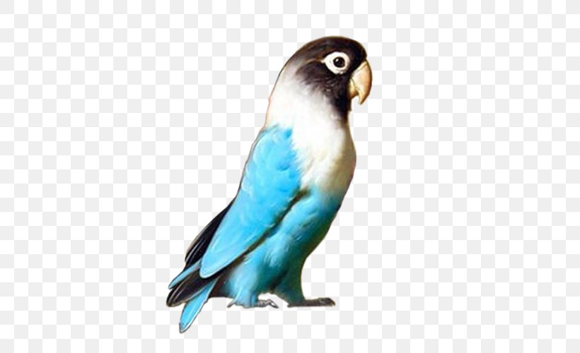 Budgerigar Lovebird Parrot Parakeet, PNG, 500x500px, Budgerigar, Beak, Bird, Common Pet Parakeet, Cygnini Download Free