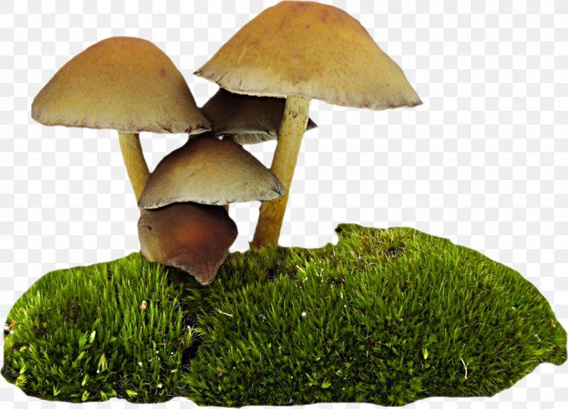 Mushroom Fungus Food, PNG, 1206x870px, Mushroom, Amanita Muscaria, Edible Mushroom, Food, Fungus Download Free