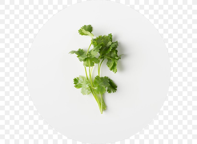 Parsley Juice Coriander Mexican Cuisine Taco, PNG, 600x600px, Parsley, Al Pastor, Chipotle Mexican Grill, Coriander, Dishware Download Free