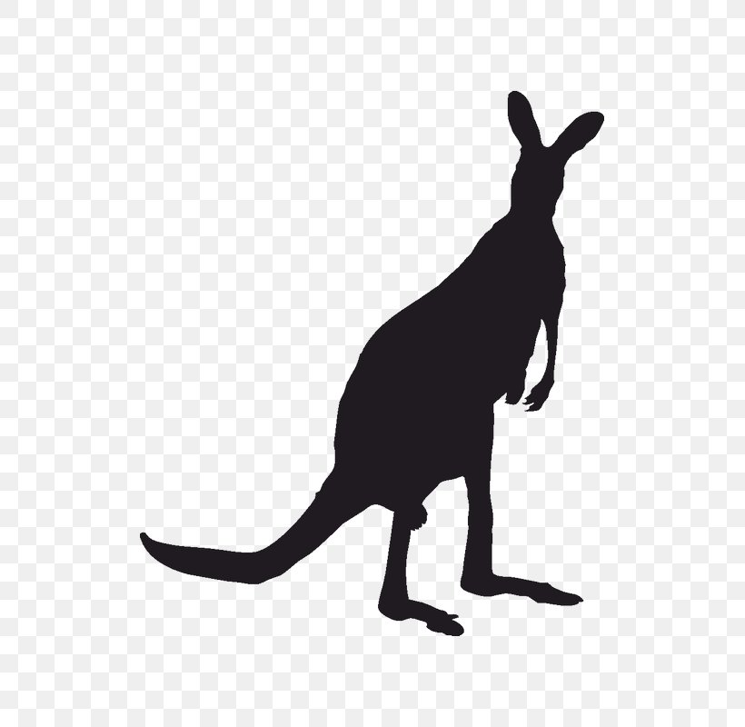 Red Kangaroo Koala Silhouette Macropodidae, PNG, 800x800px, Kangaroo, Black And White, Drawing, Fauna, Fauna Of Australia Download Free