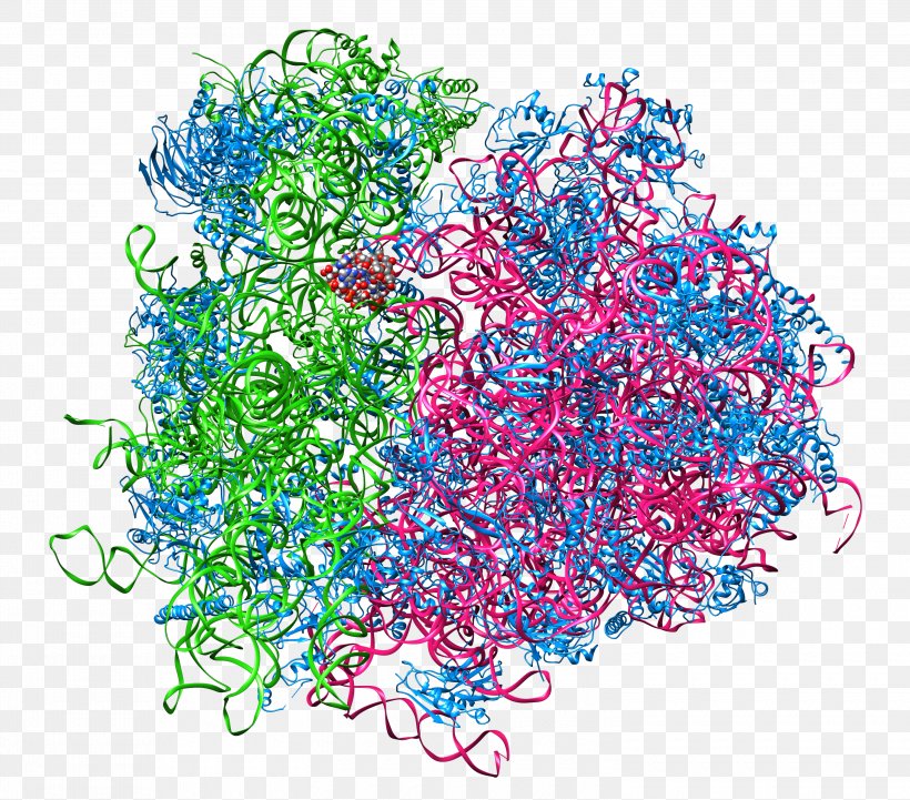 Ribosome Ribosomal RNA Cell Protein Biosynthesis Polysome, PNG, 3000x2640px, Ribosome, Biology, Cell, Cell Theory, Eukaryote Download Free