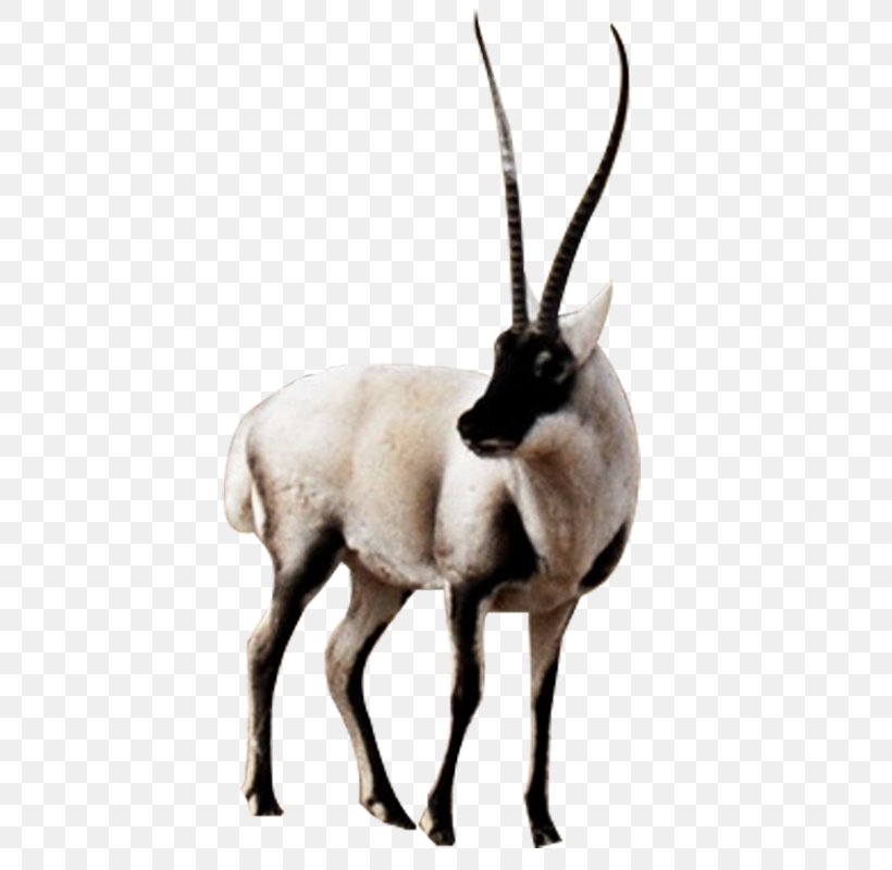 Tibetan Antelope Animal Sauvage, PNG, 800x800px, Antelope, Animal, Animal Sauvage, Antler, Cow Goat Family Download Free