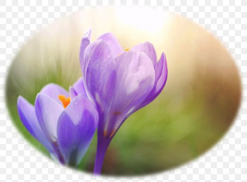 Crocus Flower Purple Spring Photography, PNG, 834x617px, Crocus, Bud, Close Up, Color, Equinox Download Free