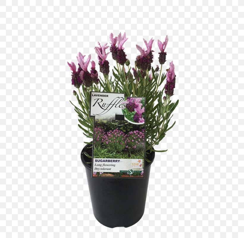 French Lavender Flowerpot Cutting Violet, PNG, 800x800px, French Lavender, Common Sunflower, Cut Flowers, Cutting, Flower Download Free