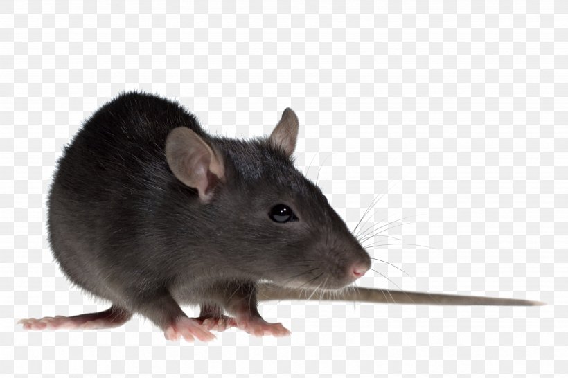 Brown Rat Mouse Gerbil Rodent Black Rat, PNG, 3504x2336px, Brown Rat, Black Rat, Fauna, Gerbil, Mammal Download Free