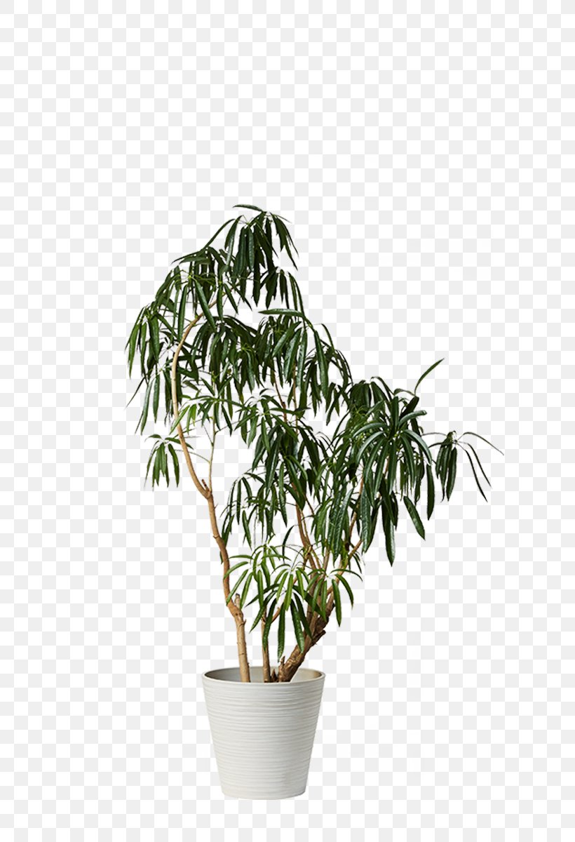 Houseplant Dwarf Umbrella Tree Flowerpot, PNG, 800x1200px, Houseplant, Araliaceae, Dwarf Umbrella Tree, Evergreen, Family Download Free