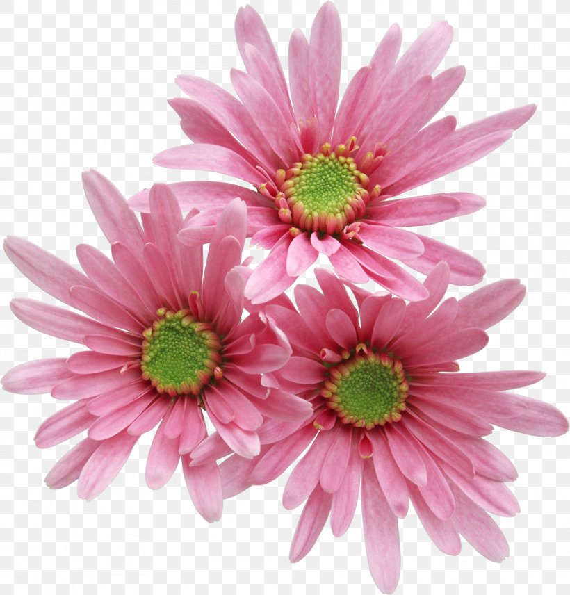 Pink Flowers Rose Free, PNG, 1869x1953px, Pink Flowers, Annual Plant, Aster, Chrysanthemum, Chrysanths Download Free