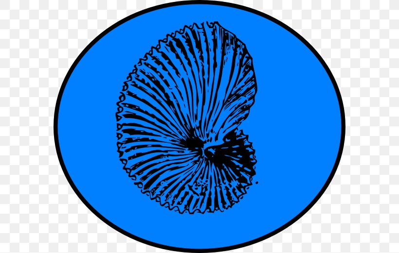 Fossil Seashell Coloring Book Dinosaur Clip Art, PNG, 600x521px, Fossil, Ammonites, Area, Argonaut, Cobalt Blue Download Free