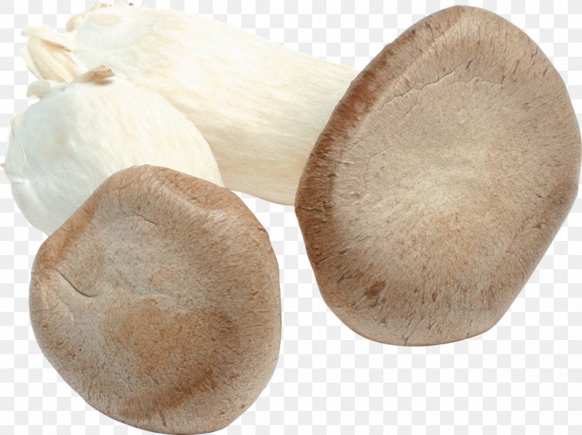 Pleurotus Eryngii Oyster Mushroom Fungus, PNG, 999x749px, Pleurotus Eryngii, Agaricomycetes, Edible Mushroom, Fungus, Gilled Mushrooms Download Free