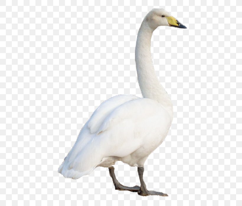 Swan Goose Domestic Goose, PNG, 700x700px, Cygnini, Anatidae, Animal, Anseriformes, Beak Download Free