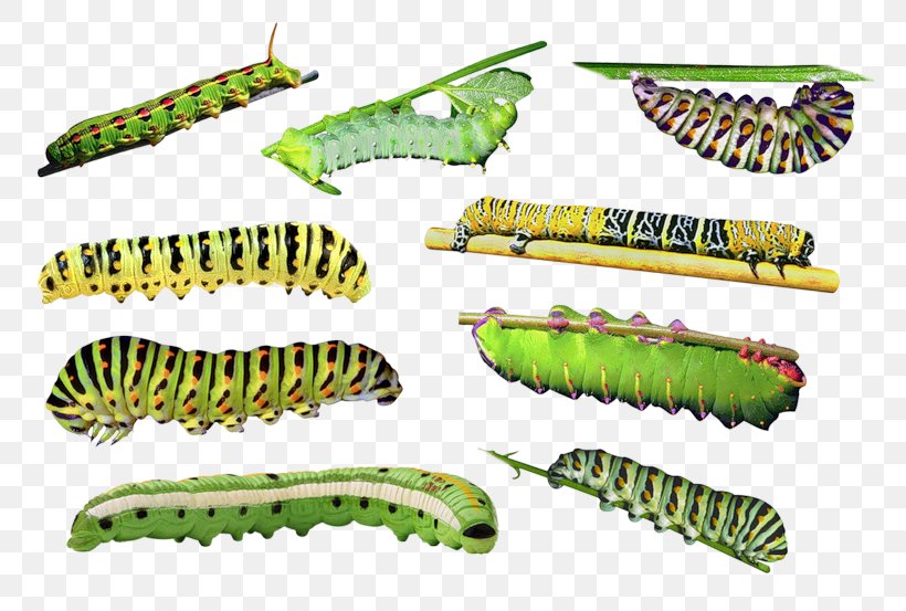 Caterpillar Beetle Clip Art, PNG, 800x553px, Caterpillar, Arthropod, Beetle, Butterflies And Moths, Digital Image Download Free