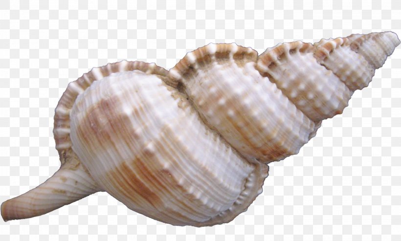 Cockle Sea Snail Seashell, PNG, 2813x1692px, Cockle, Clam, Clams Oysters Mussels And Scallops, Conch, Conchology Download Free