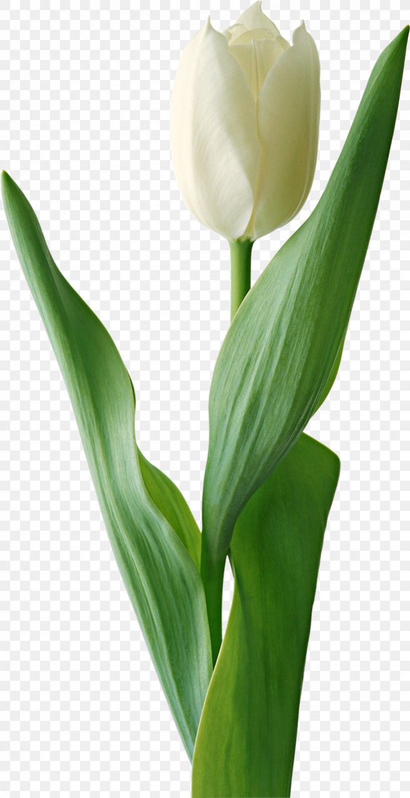 Tulip Flower Clip Art, PNG, 823x1600px, Tulip, Arum, Bud, Cut Flowers, Dots Per Inch Download Free